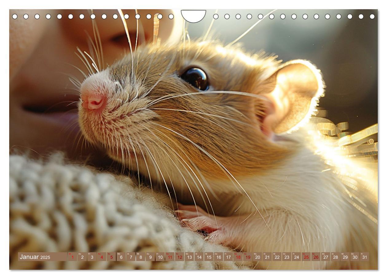 Bild: 9783383813832 | Mein bester Kumpel ist eine Ratte (Wandkalender 2025 DIN A4 quer),...