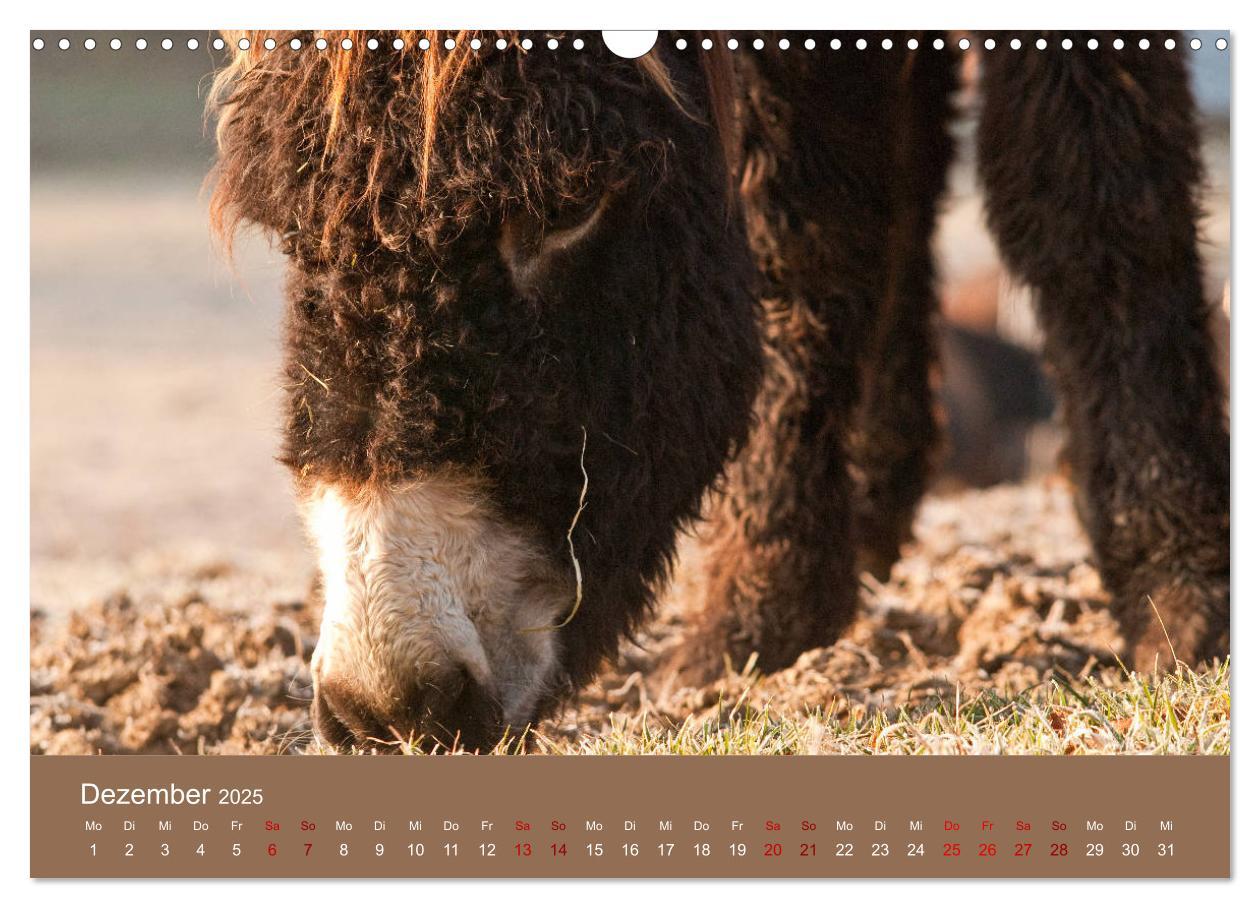 Bild: 9783435396542 | Baudet de Poitou - Seltene französische Langohren (Wandkalender...