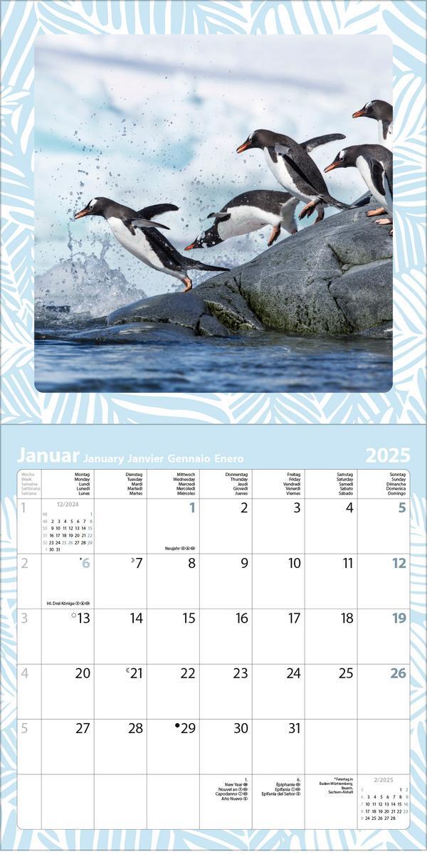 Bild: 9783731880226 | Achtung wild - Tiere aus aller Welt 2025 | Verlag Korsch | Kalender