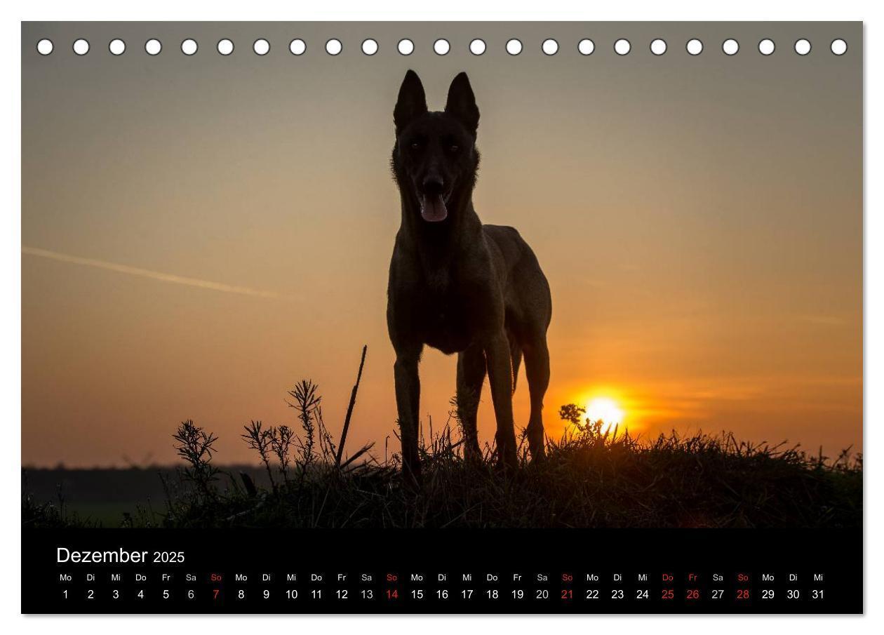 Bild: 9783435633012 | Belgische Schäferhunde - Der Malinois im Licht (Tischkalender 2025...