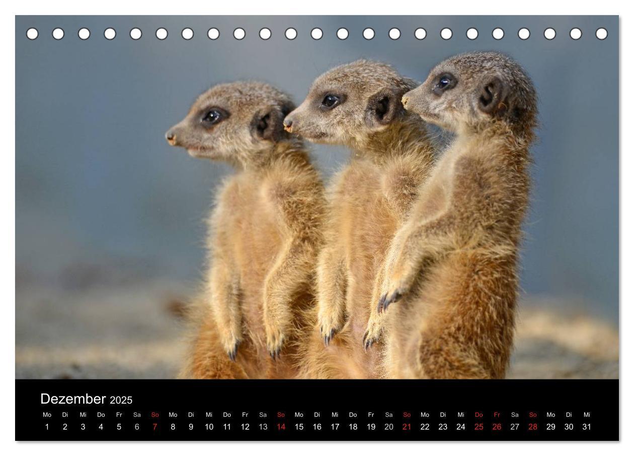 Bild: 9783435781386 | Lustige Erdmännchen (Tischkalender 2025 DIN A5 quer), CALVENDO...