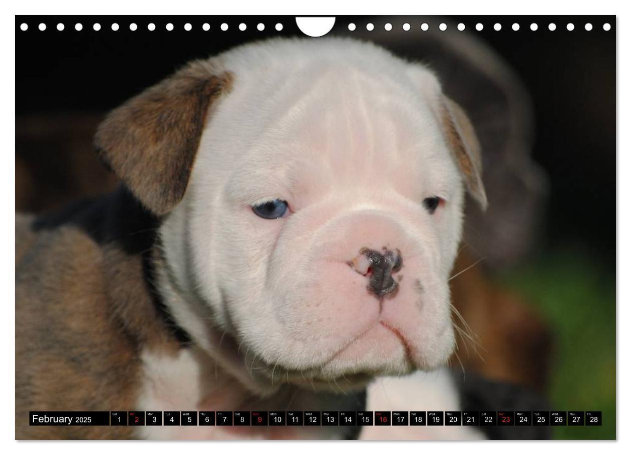 Bild: 9781325965977 | Bulldogs - Old English Bulldog Puppies (Wall Calendar 2025 DIN A4...