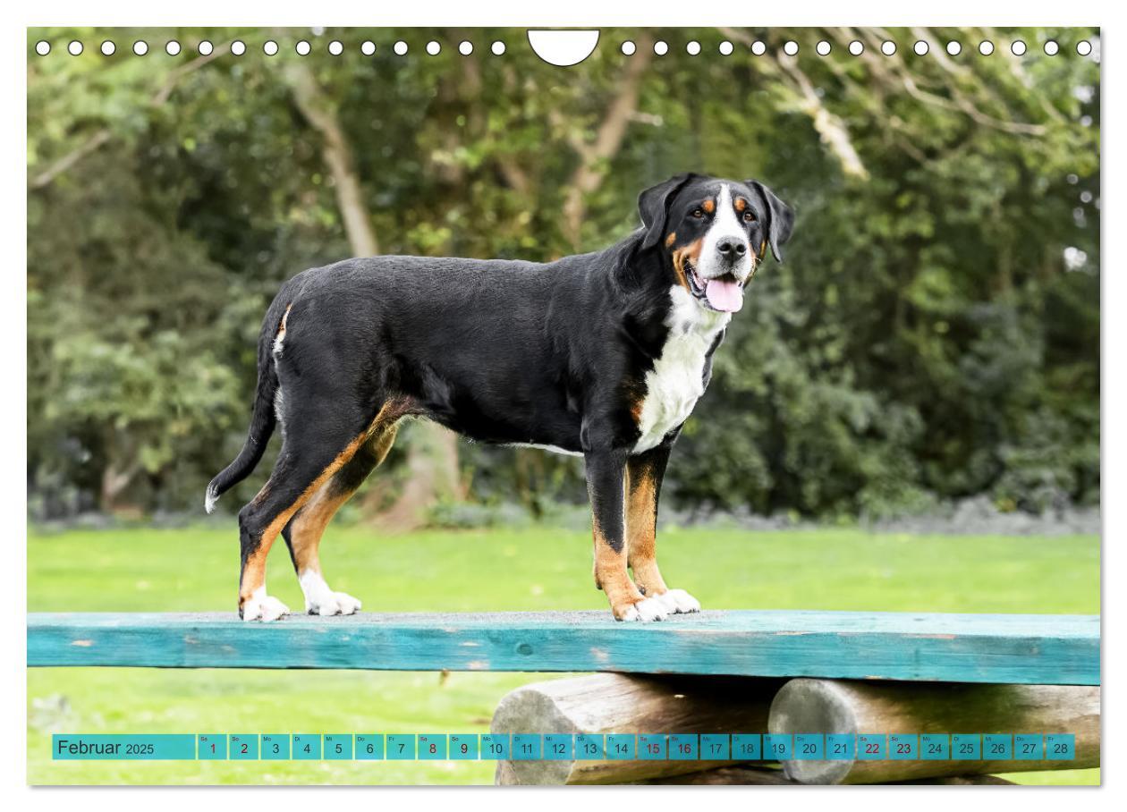 Bild: 9783457217979 | Große Schweizer - Gigantische Sennenhunde (Wandkalender 2025 DIN A4...