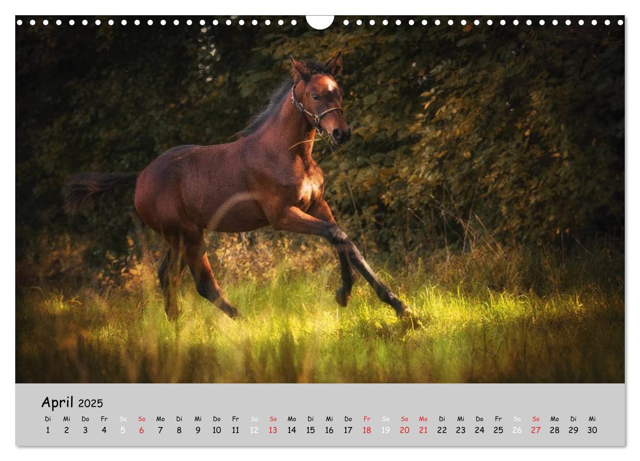 Bild: 9783435563371 | Pferde - Anmut und Stärke gepaart mit Magie (Wandkalender 2025 DIN...