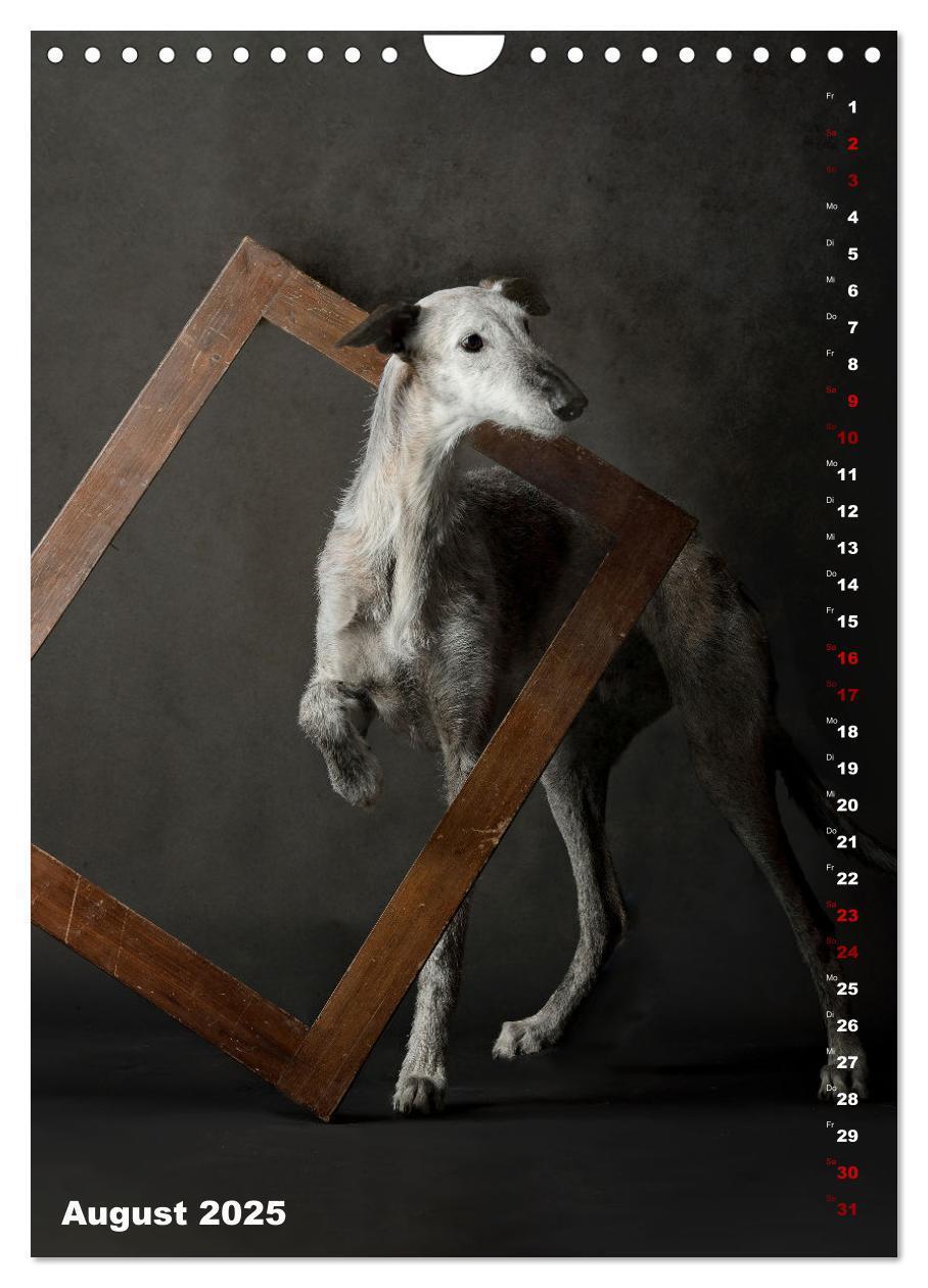 Bild: 9783457230862 | dogmuse deluxe (Wandkalender 2025 DIN A4 hoch), CALVENDO...