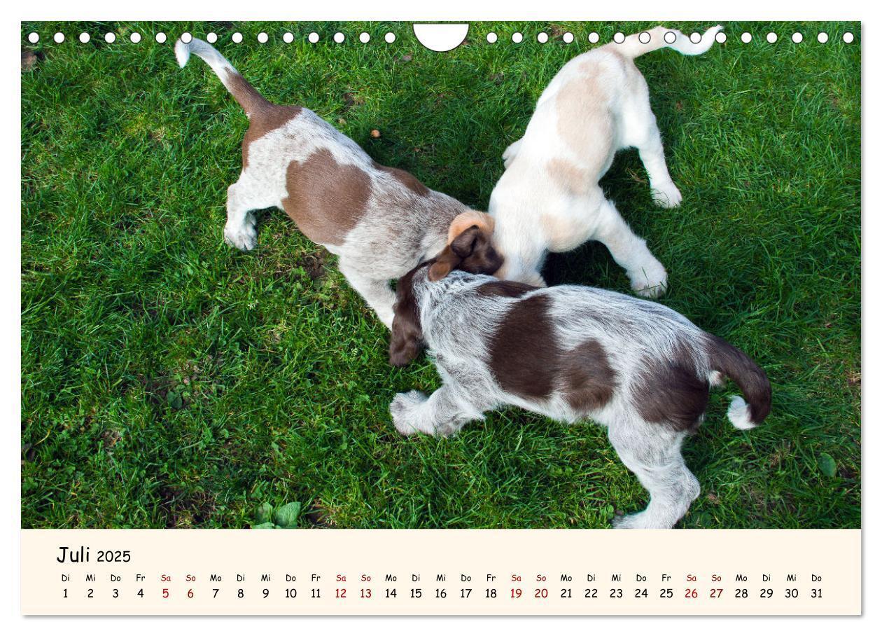 Bild: 9783435054275 | Spinone Italiano Welpen - Kleine Clowns (Wandkalender 2025 DIN A4...