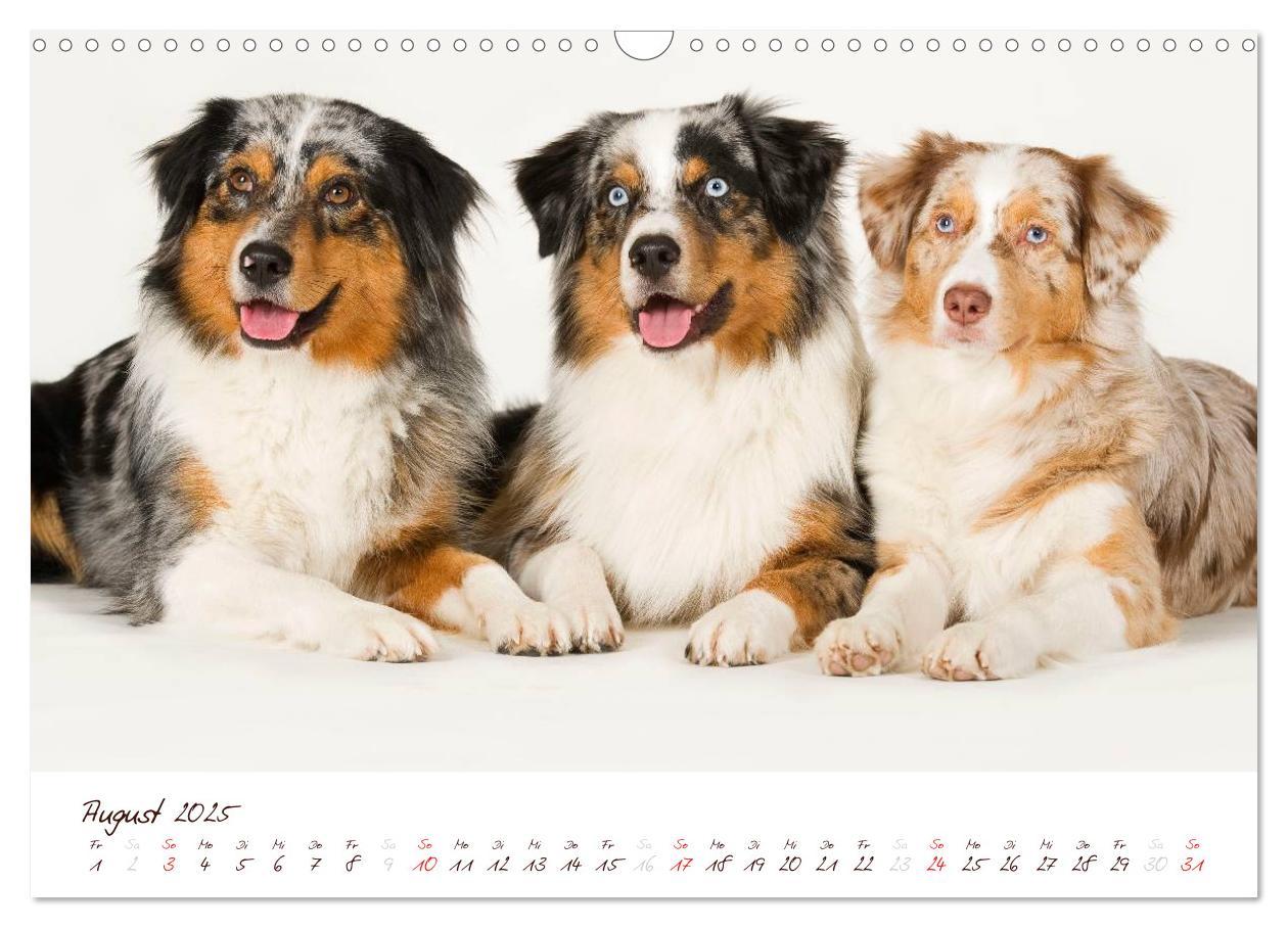 Bild: 9783435809196 | Wunderbare Australian Shepherds (Wandkalender 2025 DIN A3 quer),...