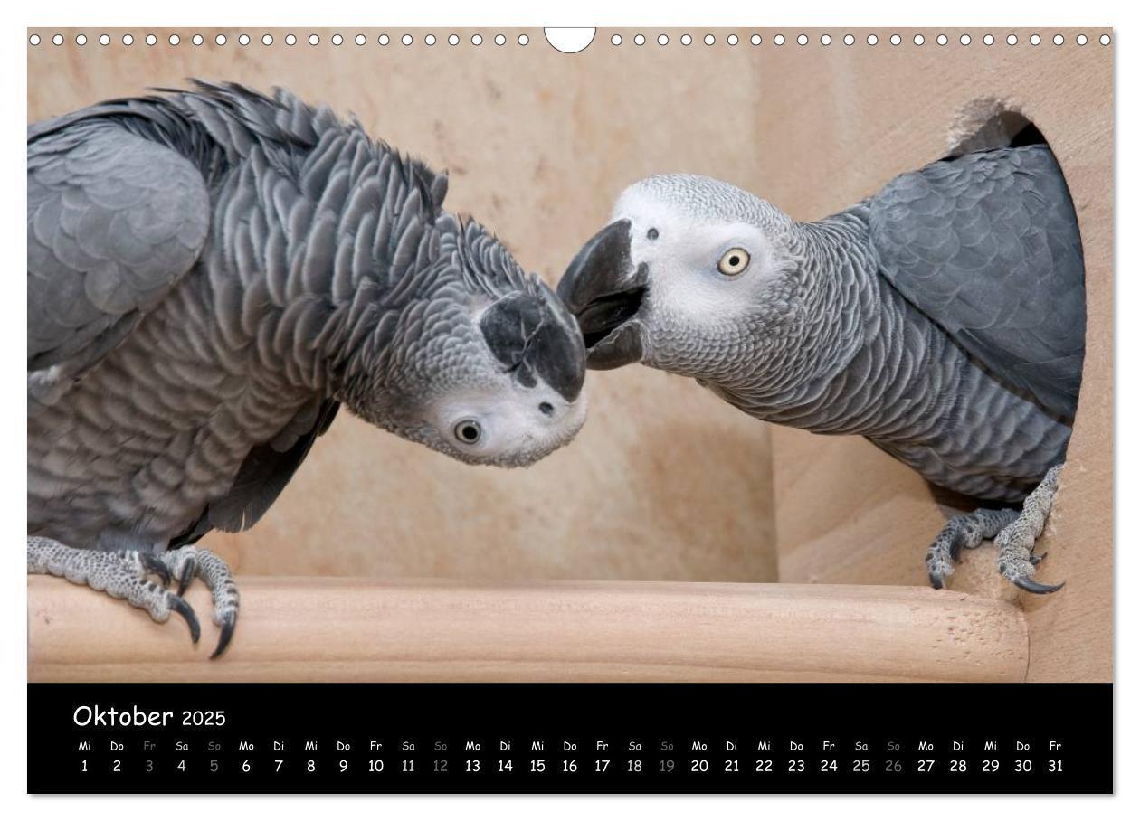 Bild: 9783435686995 | Graupapageien mit Herz (Wandkalender 2025 DIN A3 quer), CALVENDO...