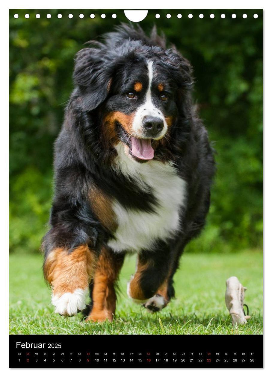 Bild: 9783457069394 | Berner Sennenhund 2025 (Wandkalender 2025 DIN A4 hoch), CALVENDO...