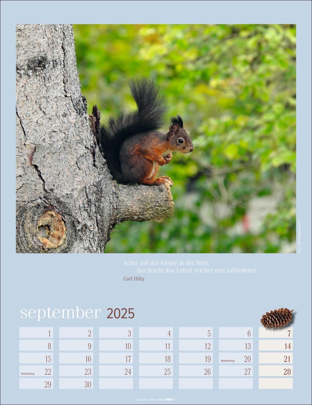 Bild: 9783839900758 | Eichhörnchen Kalender 2025 | Kalender | Spiralbindung | 14 S. | 2025