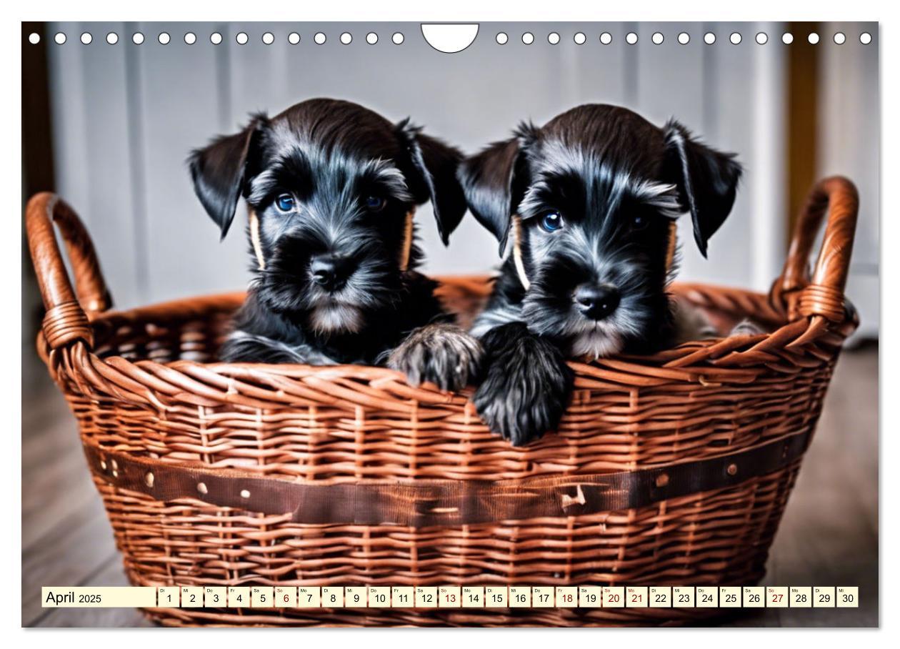 Bild: 9783457016145 | Schnauzer - vielseitige Allrounder (Wandkalender 2025 DIN A4 quer),...