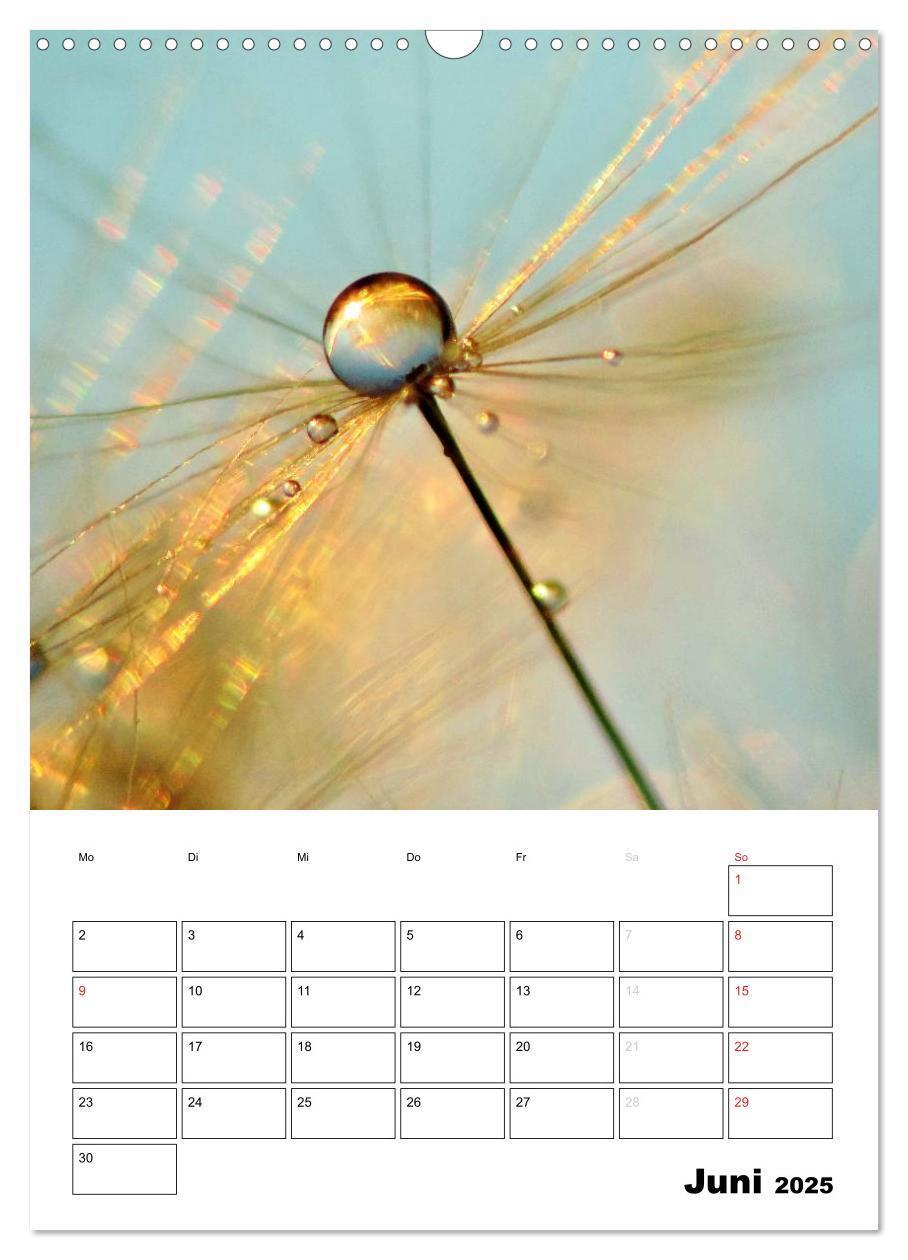 Bild: 9783457068458 | Pusteblumentraum - Dreams of Dandelion (Wandkalender 2025 DIN A3...