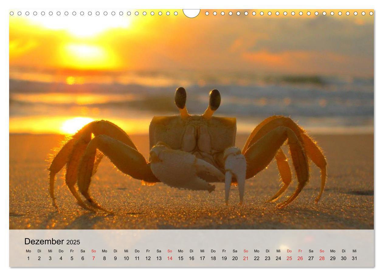 Bild: 9783435590285 | Krabben. Lustige Aliens (Wandkalender 2025 DIN A3 quer), CALVENDO...