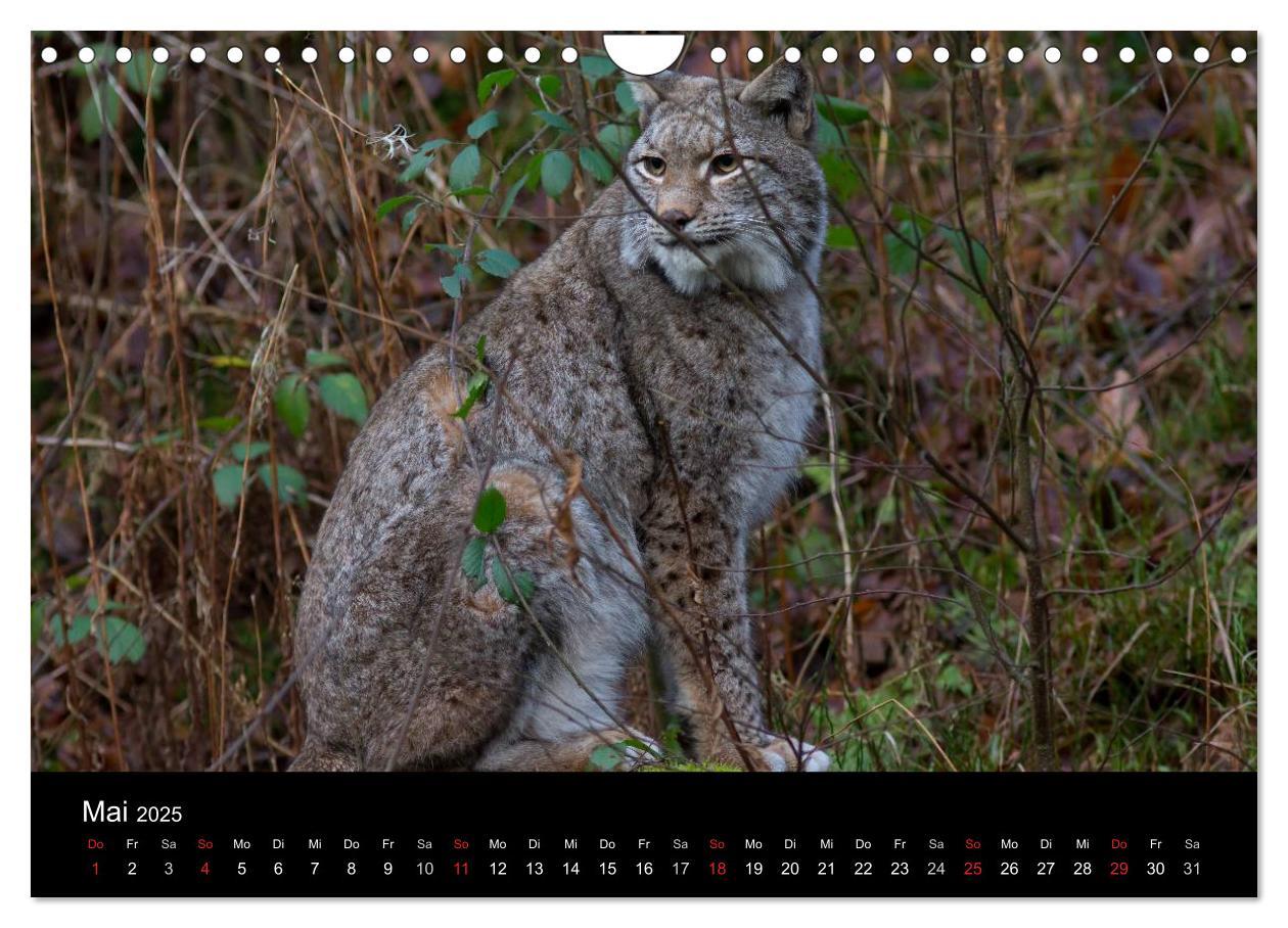 Bild: 9783435736645 | Der Luchs (Wandkalender 2025 DIN A4 quer), CALVENDO Monatskalender