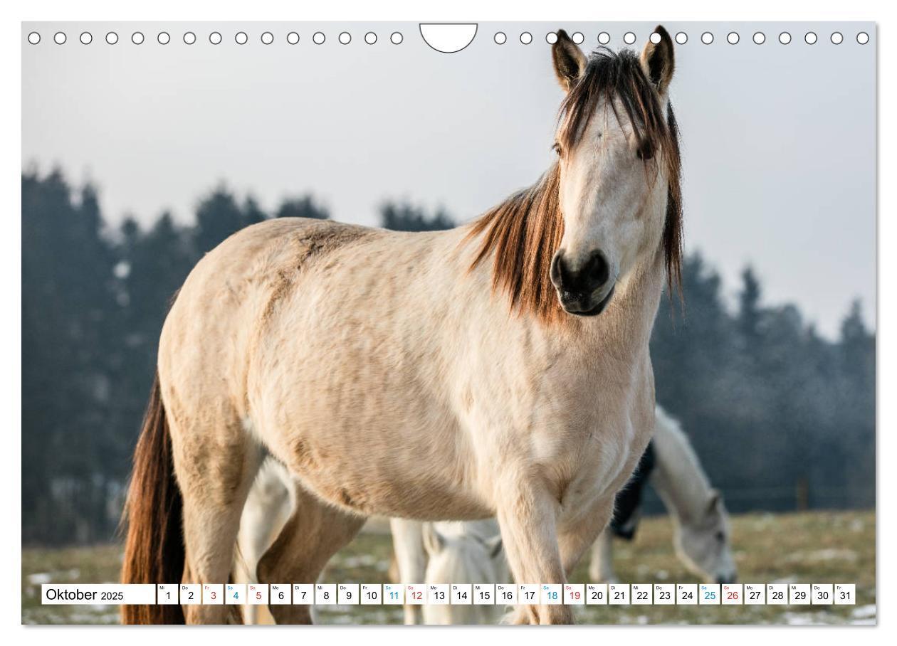 Bild: 9783435172542 | Durch das Jahr mit dem Connemara Pony Holly (Wandkalender 2025 DIN...