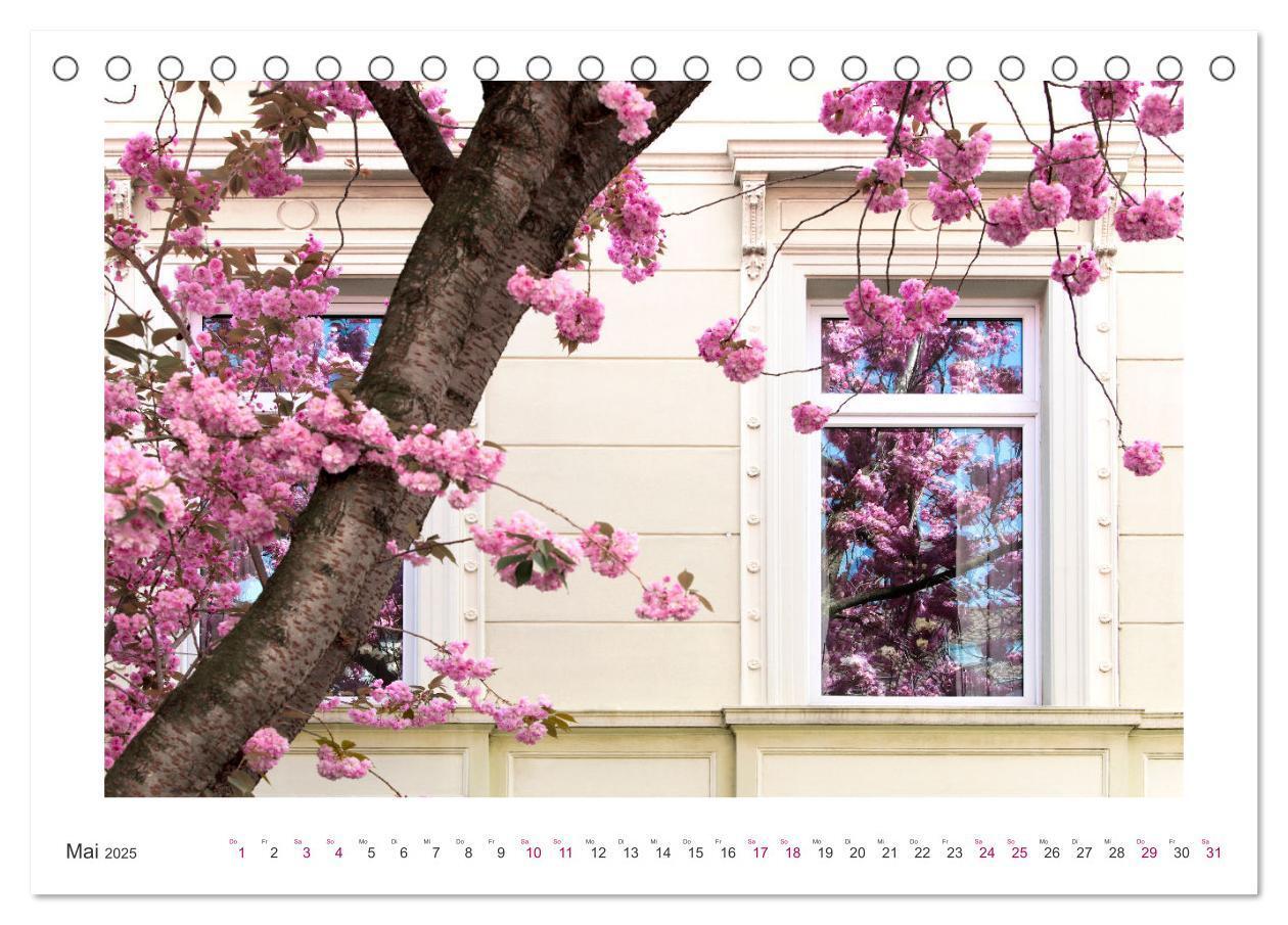 Bild: 9783457127889 | Japanische Kirschblüte in Bonn (Tischkalender 2025 DIN A5 quer),...