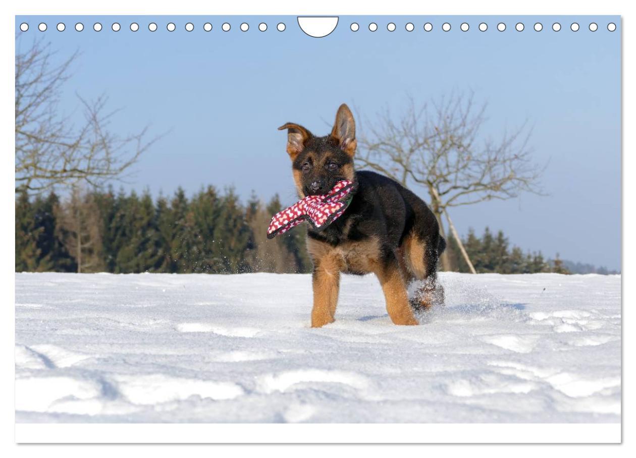 Bild: 9783435495931 | Schäferhunde Seelenhunde (Wandkalender 2025 DIN A4 quer), CALVENDO...