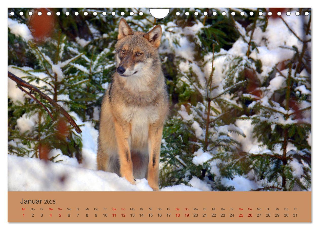 Bild: 9783435393817 | Begegnungen DER WOLF (Wandkalender 2025 DIN A4 quer), CALVENDO...