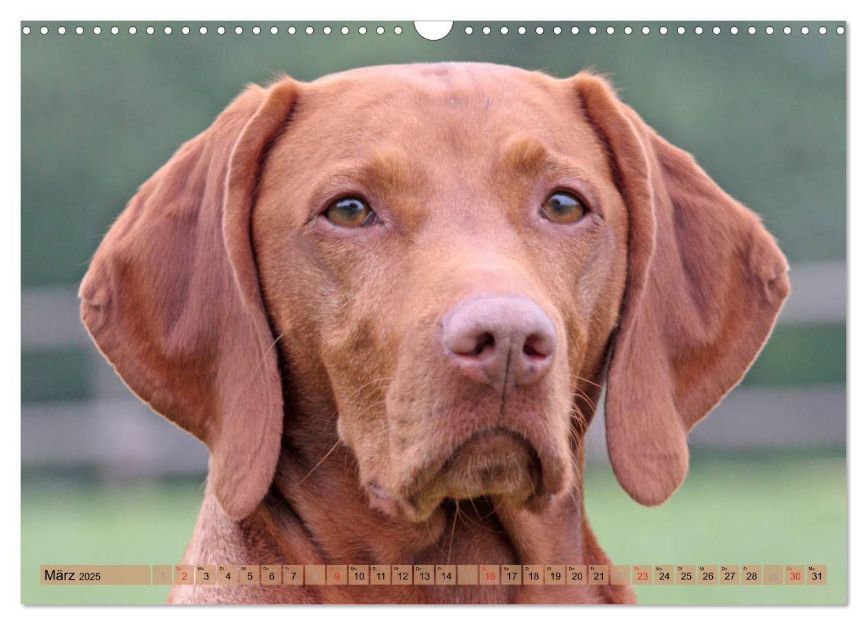 Bild: 9783435794508 | Magyar Vizsla - Vielseitiger Jagdhund mit Familienanschluss...