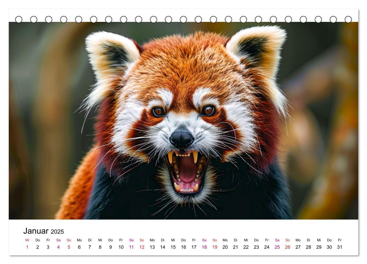 Bild: 9783457137208 | Der Rote Panda (Tischkalender 2025 DIN A5 quer), CALVENDO...