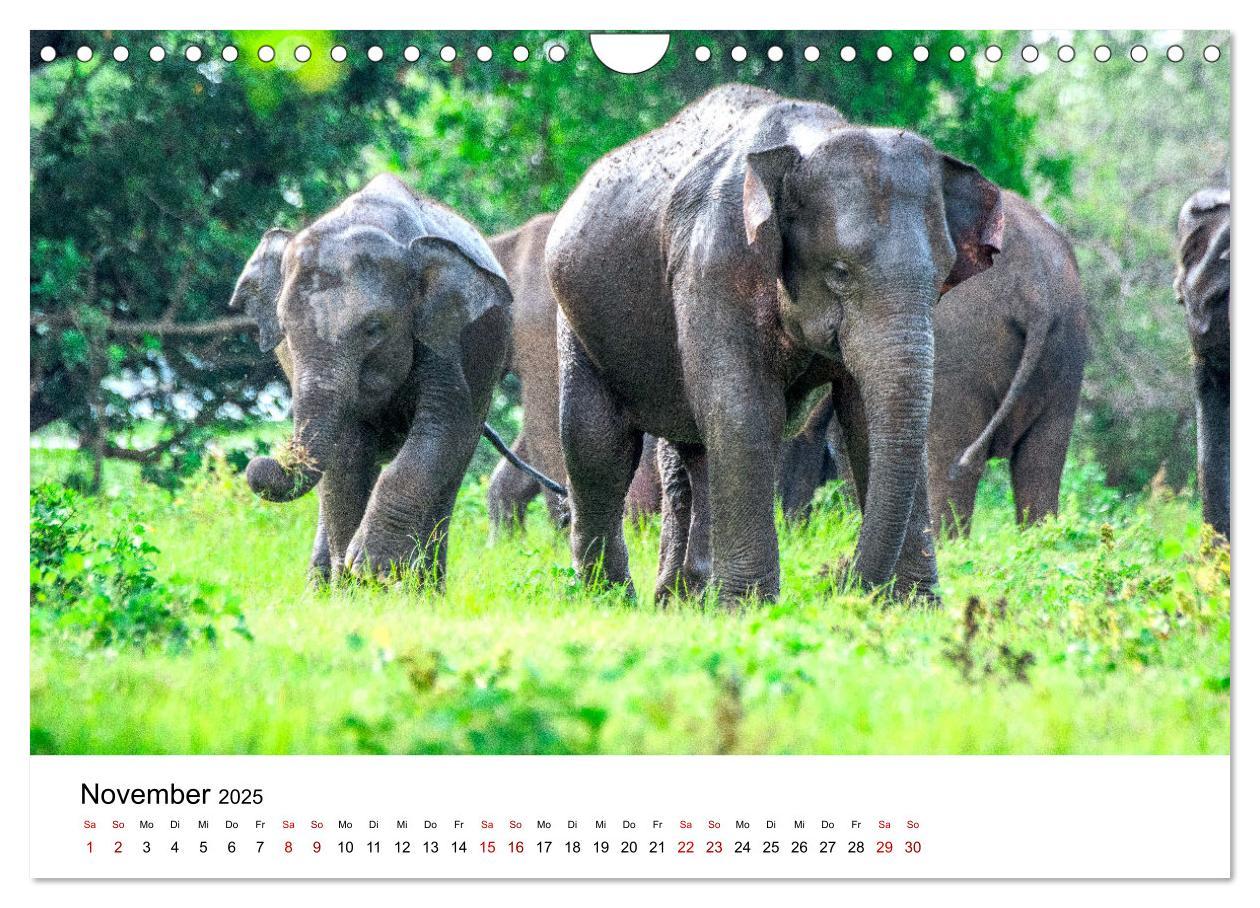 Bild: 9783383998379 | Sri Lanka - Eine wahre Perle im Indischen Ozean (Wandkalender 2025...