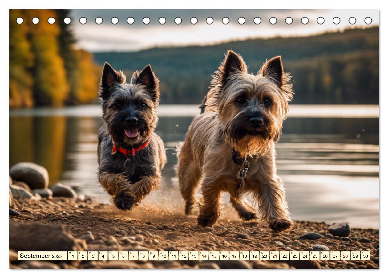 Bild: 9783435420742 | Cairn Terrier - lustiges Raubein aus Schottland (Tischkalender 2025...