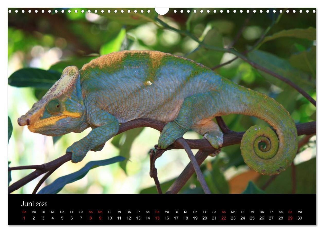 Bild: 9783435483587 | Abenteuer Madagaskar (Wandkalender 2025 DIN A3 quer), CALVENDO...