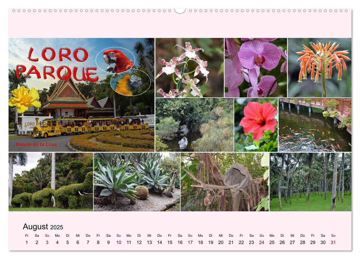 Bild: 9783435005550 | Zauberhaftes Teneriffa (Wandkalender 2025 DIN A2 quer), CALVENDO...