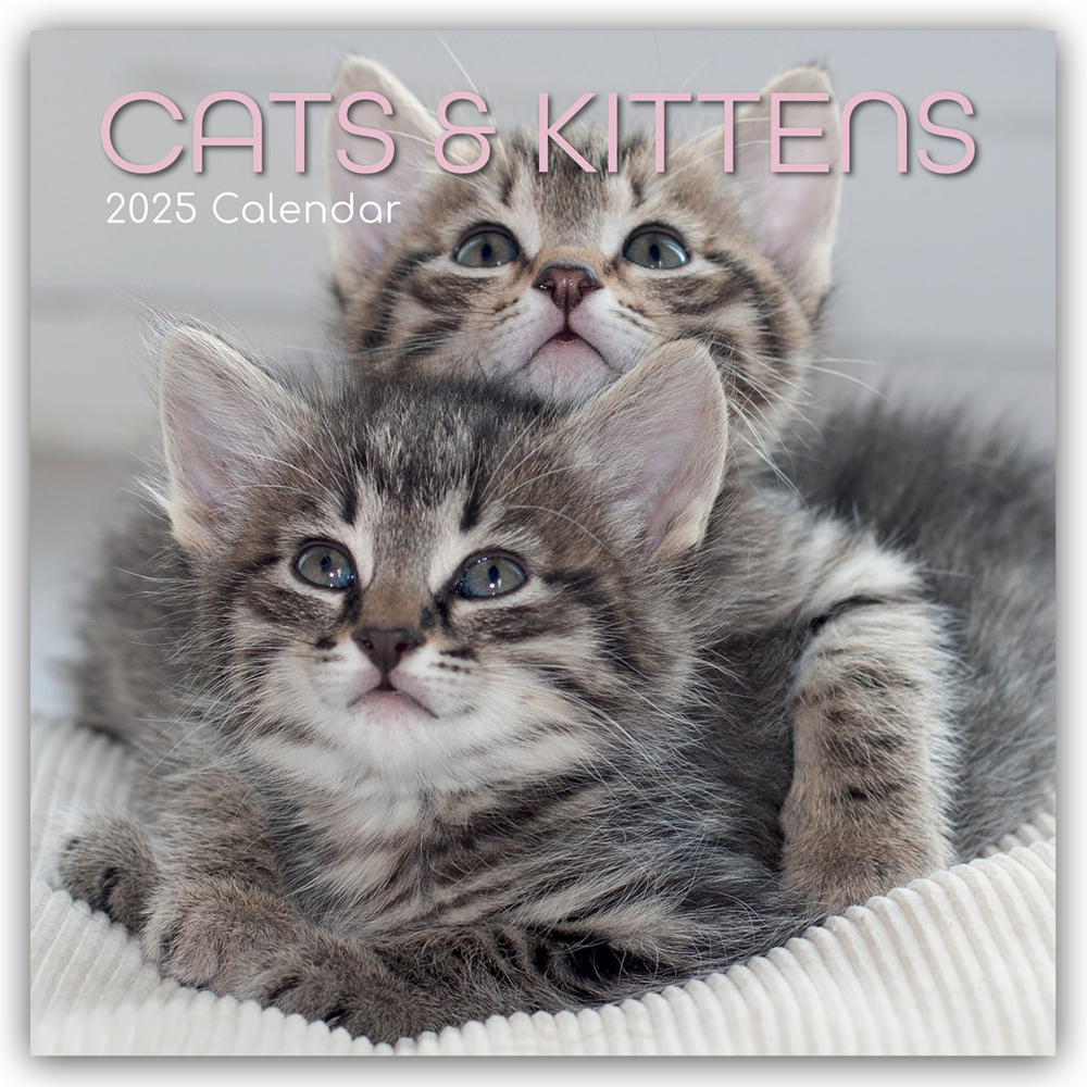 Cover: 9781837889747 | Cats and Kittens - Katzen und Kätzchen 2025 - 16-Monatskalender | Ltd