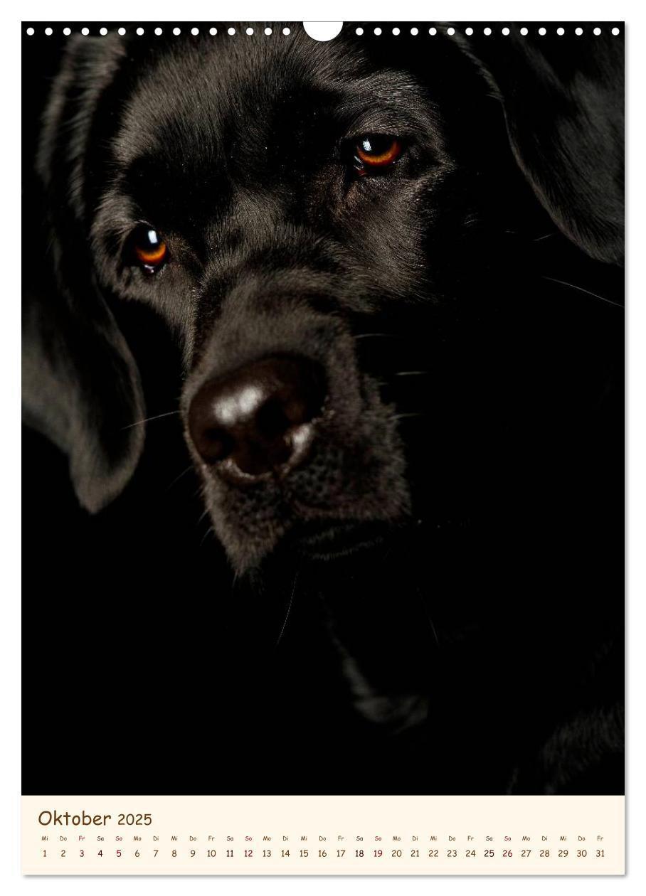 Bild: 9783457064870 | Labrador Retriever (Wandkalender 2025 DIN A3 hoch), CALVENDO...