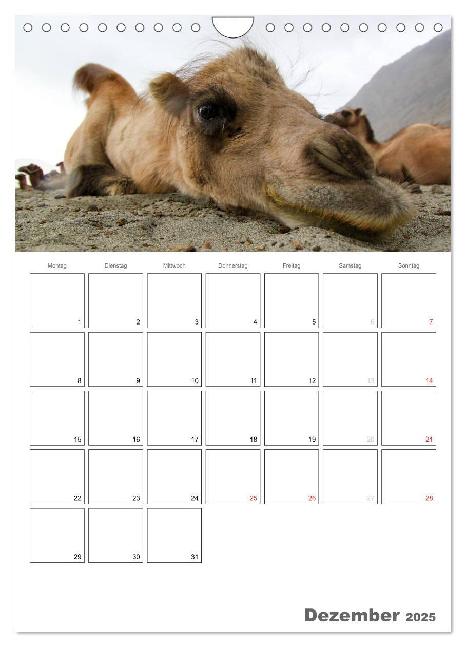 Bild: 9783457023358 | Kamel Porträt (Wandkalender 2025 DIN A4 hoch), CALVENDO Monatskalender