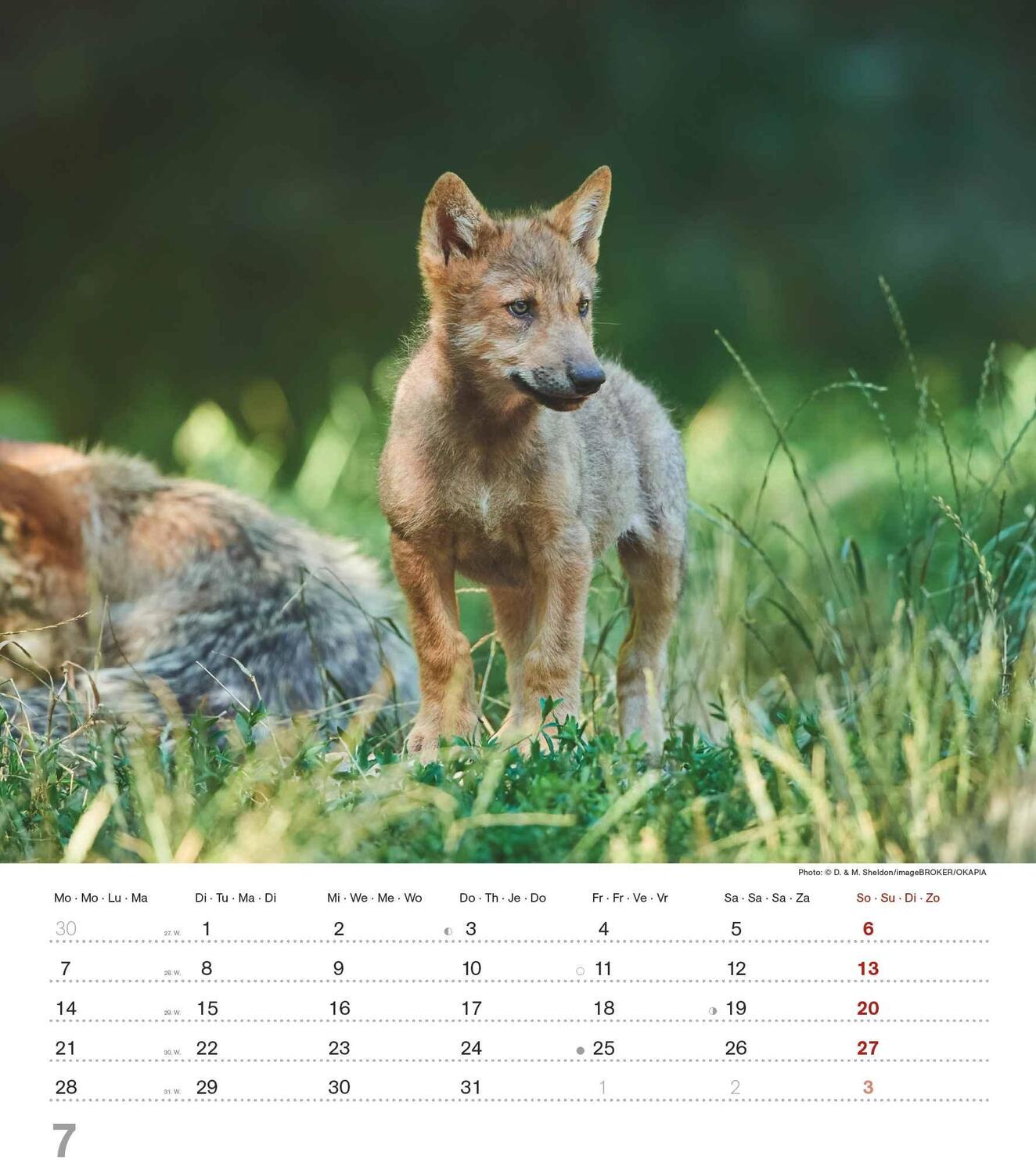 Bild: 4251732342166 | Mythos Wolf 2025 - Foto-Kalender - Wand-Kalender - 30x34 | Wild Wolves