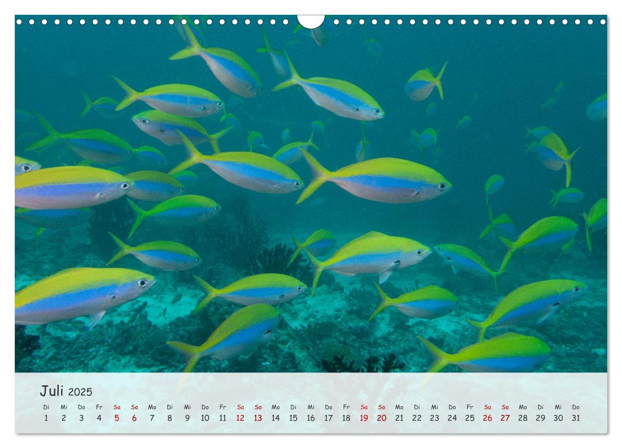 Bild: 9783383883279 | Faszination Meer und Fische (Wandkalender 2025 DIN A3 quer),...