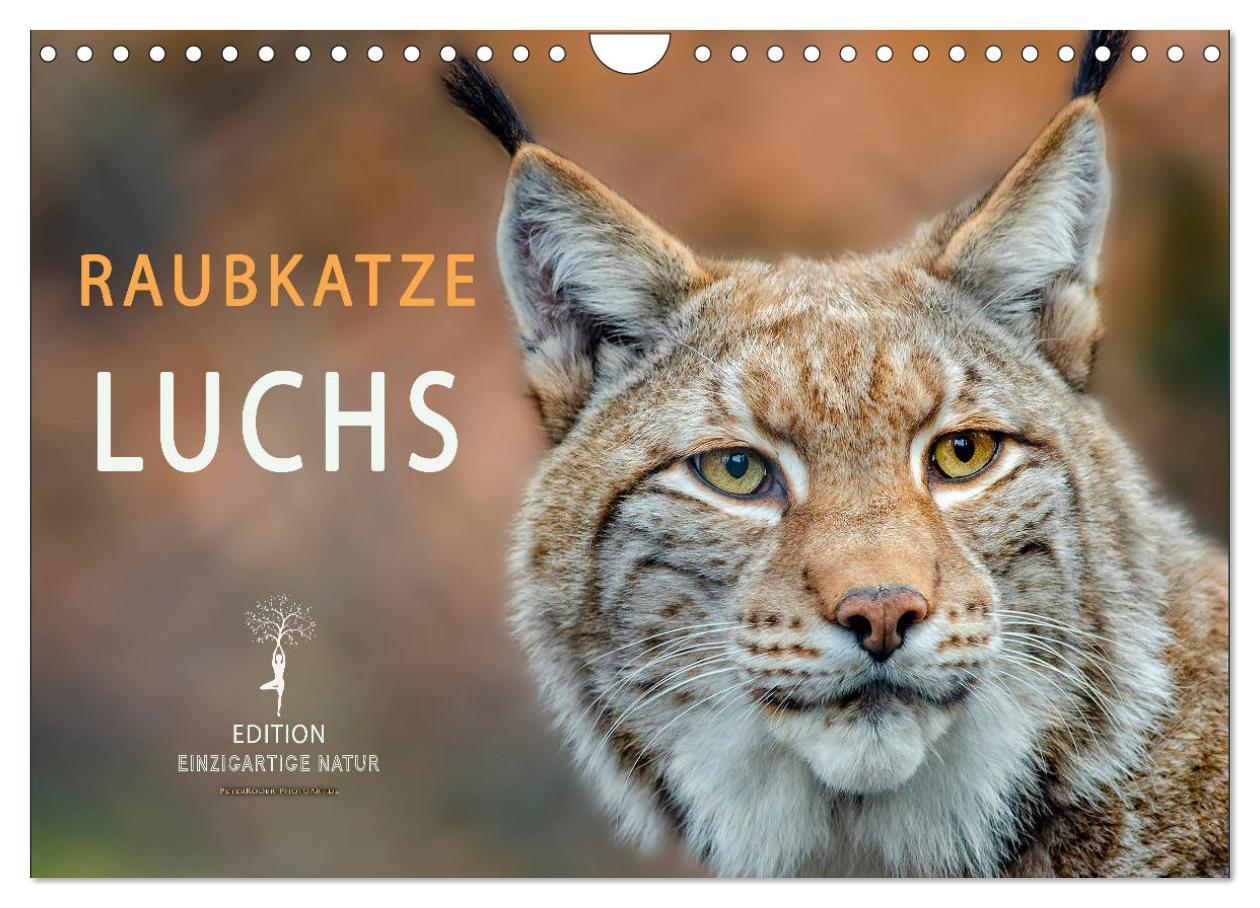 Cover: 9783435118601 | Raubkatze Luchs (Wandkalender 2025 DIN A4 quer), CALVENDO...