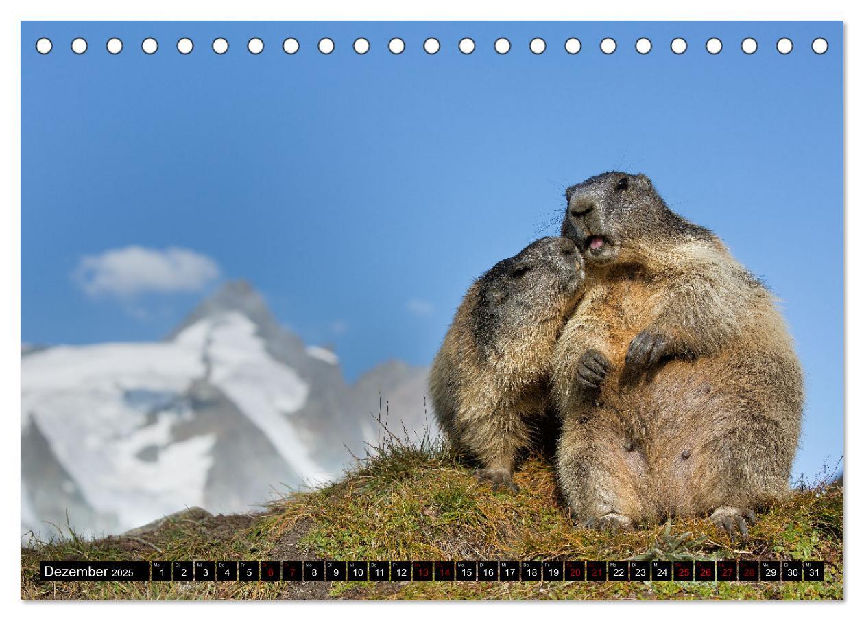 Bild: 9783383920622 | Alpenmurmeltiere - Stars vor der Kamera (Tischkalender 2025 DIN A5...