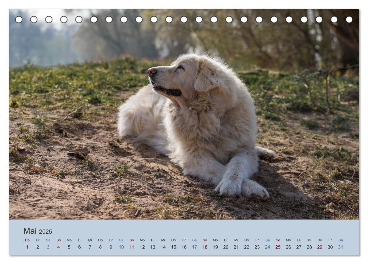 Bild: 9783435045419 | Kaukasischer Owtscharka (Tischkalender 2025 DIN A5 quer), CALVENDO...