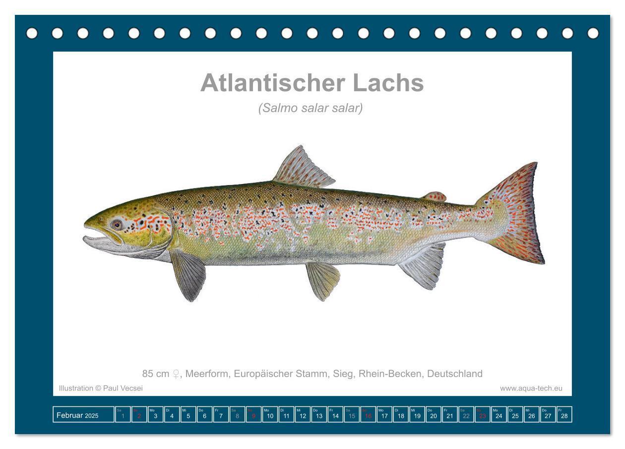 Bild: 9783383772559 | Fisch als Kunst 2025: Atlantische Lachse (Tischkalender 2025 DIN A5...