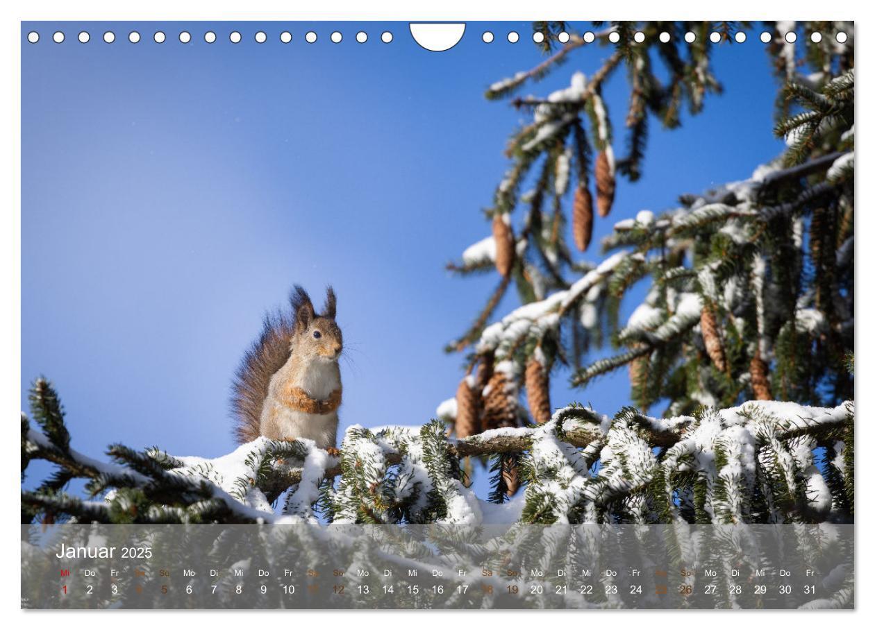 Bild: 9783457177471 | Bezaubernde Eichhörnchen (Wandkalender 2025 DIN A4 quer), CALVENDO...