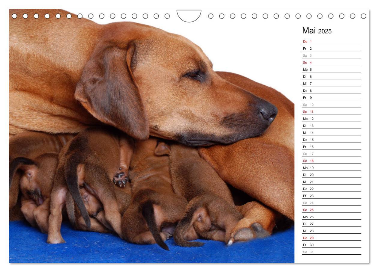 Bild: 9783435455195 | Rhodesian Ridgeback Terminkalender (Wandkalender 2025 DIN A4 quer),...