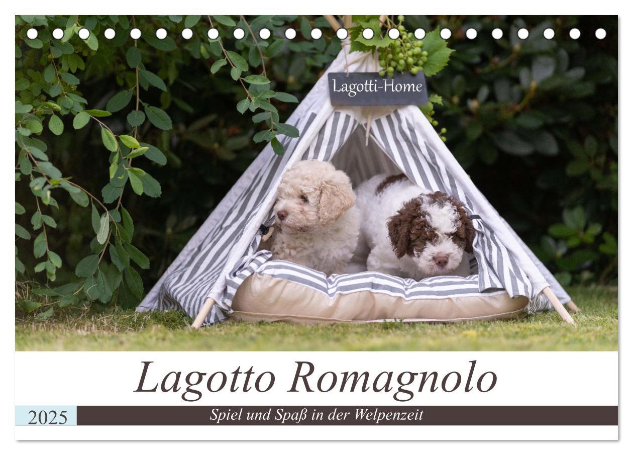 Cover: 9783383999031 | Lagotto Romagnolo - Spiel und Spaß in der Welpenzeit (Tischkalender...