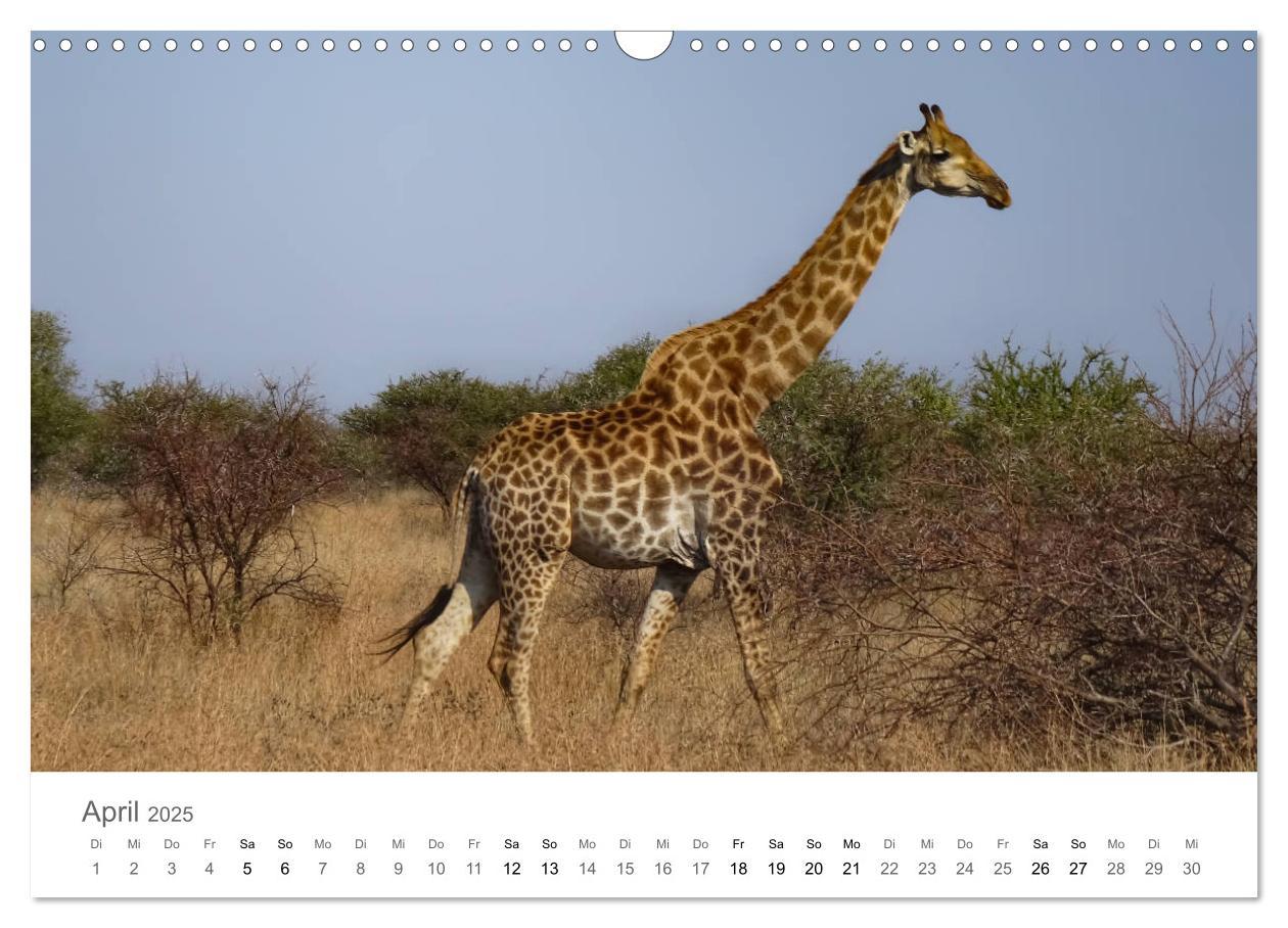 Bild: 9783435268139 | Afrika - Tiere im Krüger Nationalpark (Wandkalender 2025 DIN A3...