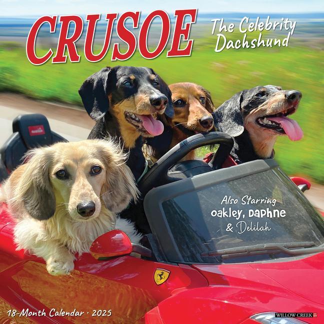 Cover: 9781549242632 | Crusoe the Celebrity Dachshund 2025 12 X 12 Wall Calendar | Kalender