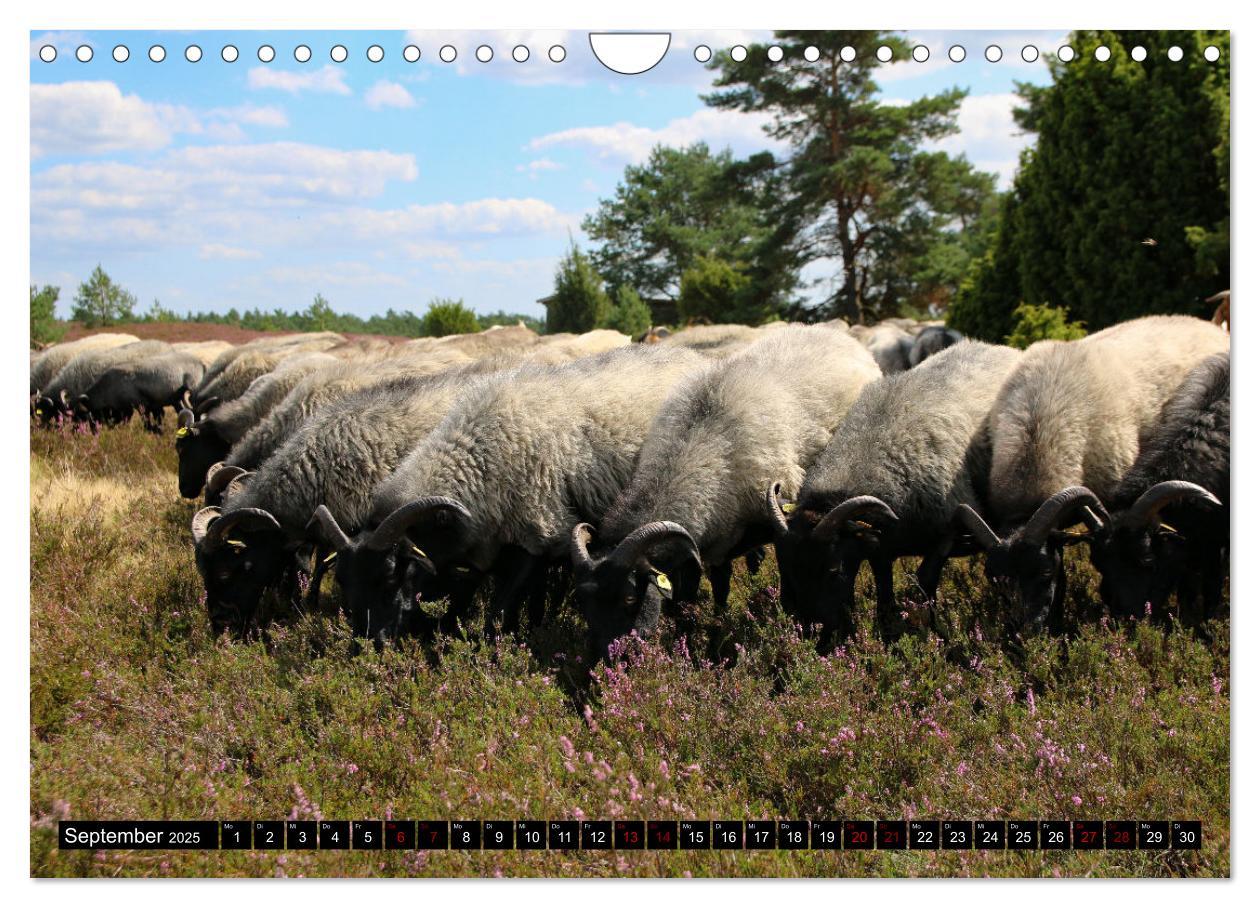 Bild: 9783383969867 | Heidschnucken und Ziegen die tierischen Landschaftspfleger der...