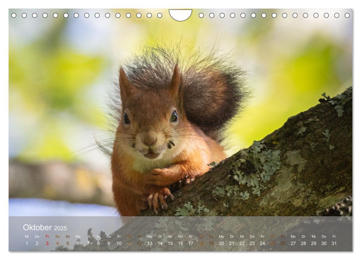 Bild: 9783457177471 | Bezaubernde Eichhörnchen (Wandkalender 2025 DIN A4 quer), CALVENDO...