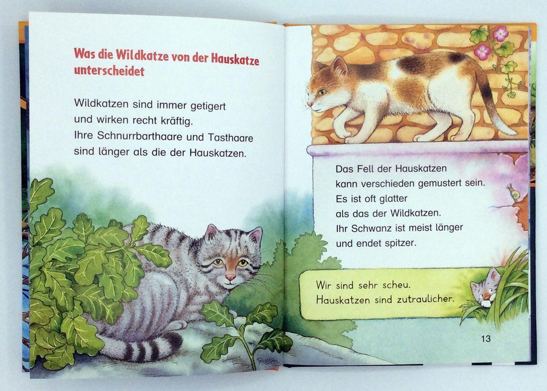 Bild: 9783401715735 | Die Wildkatze | Sachwissen für Erstleser | Friederun Reichenstetter