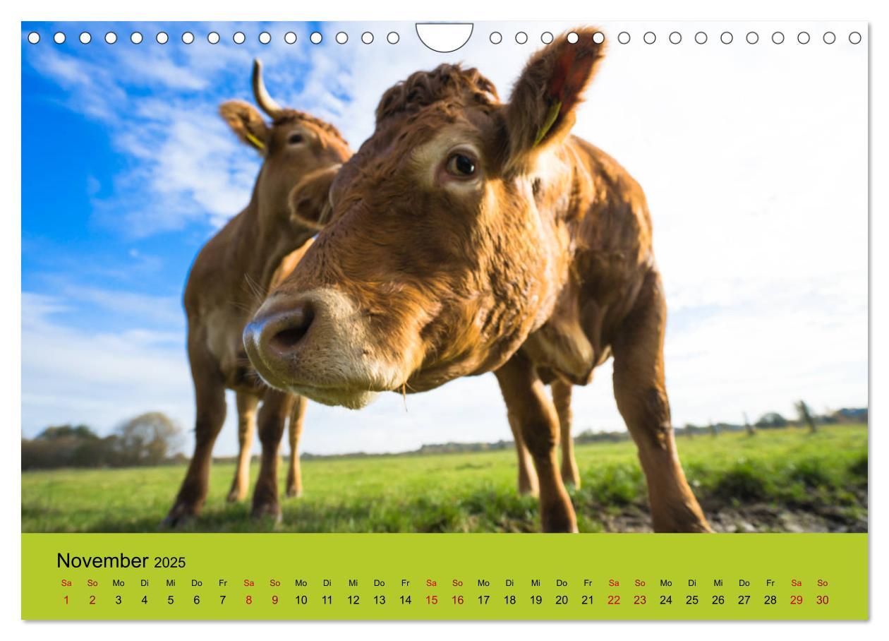 Bild: 9783435391912 | Kuhckst du? (Wandkalender 2025 DIN A4 quer), CALVENDO Monatskalender