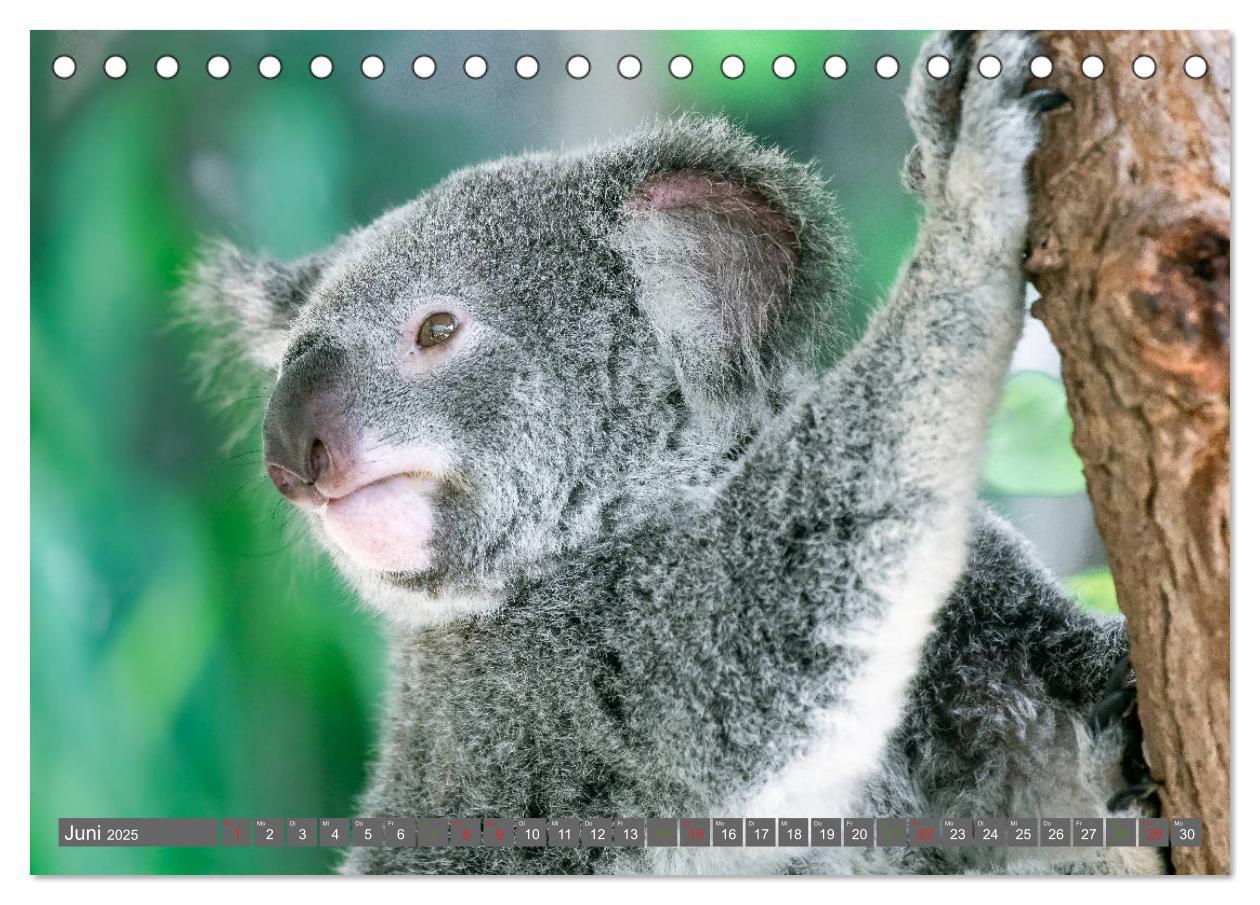 Bild: 9783435159741 | Koalas - Kuscheliges Symbol Australiens (Tischkalender 2025 DIN A5...