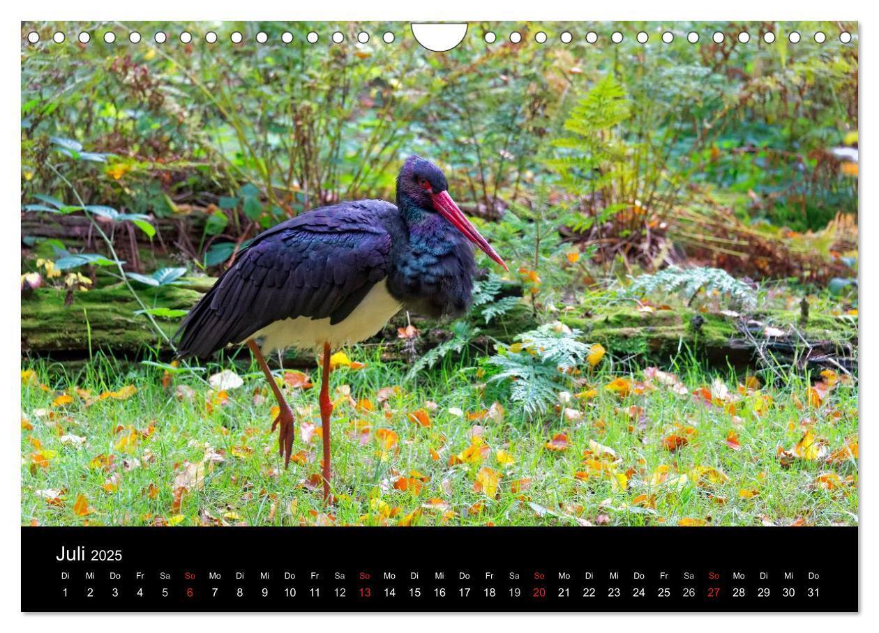 Bild: 9783435537990 | Herbst im Nationalpark Bayerischer Wald (Wandkalender 2025 DIN A4...