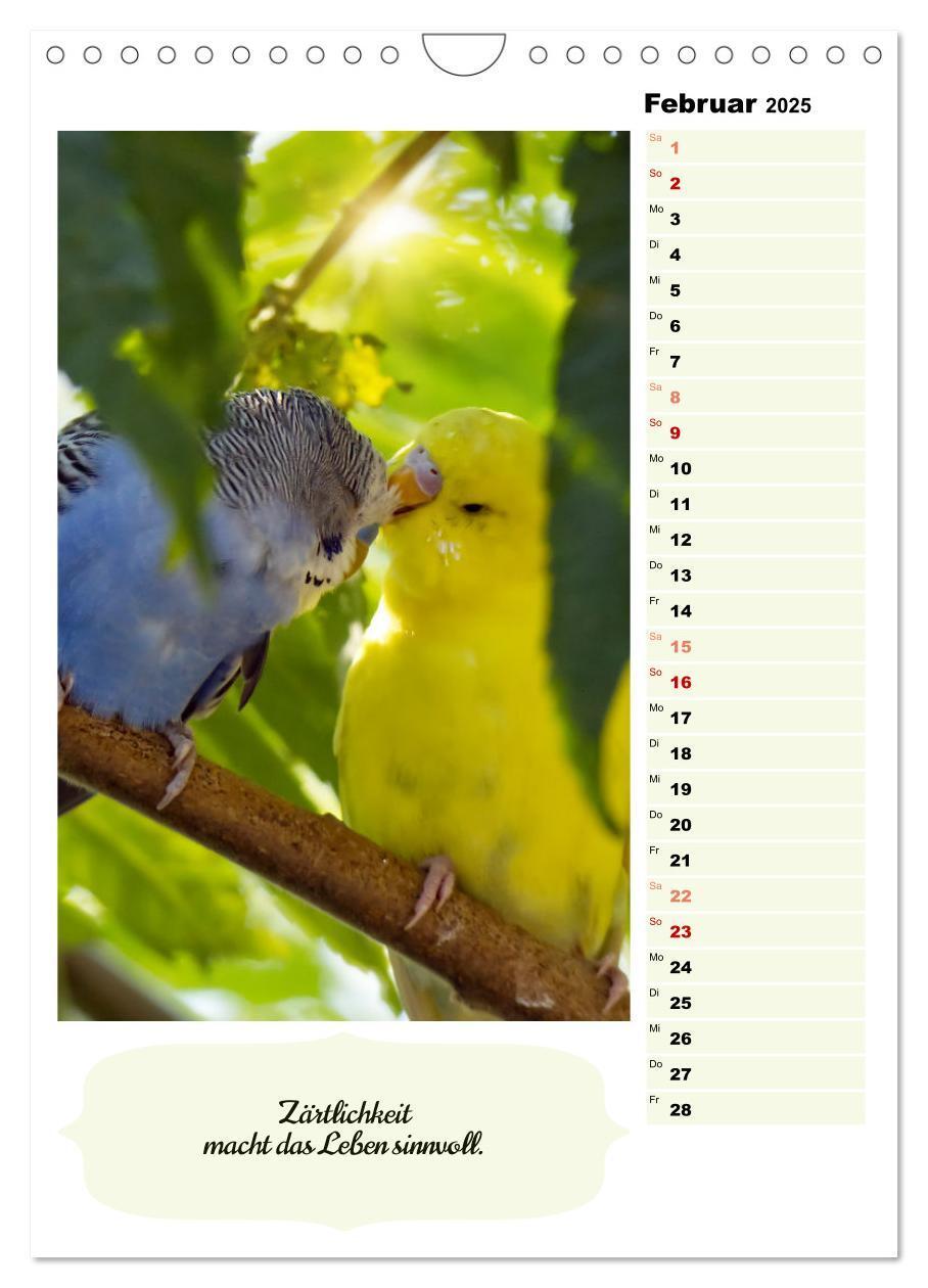 Bild: 9783435891009 | Niedliche Wellensittiche (Wandkalender 2025 DIN A4 hoch), CALVENDO...