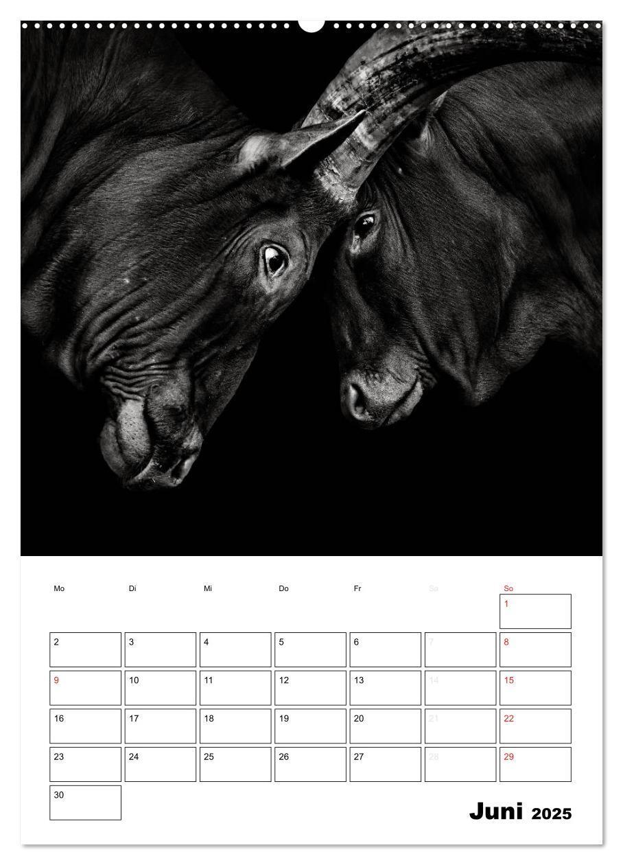 Bild: 9783457012840 | Charakterköpfe aus der Welt der Tiere (Wandkalender 2025 DIN A2...